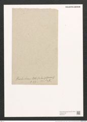 Nitzschia hantzschiana Rabh. (de-Toni-Nr.: Genus 47, Species 2137) Zeichnungen Sammlung Grunow (NHMW-BOT-W0372317)